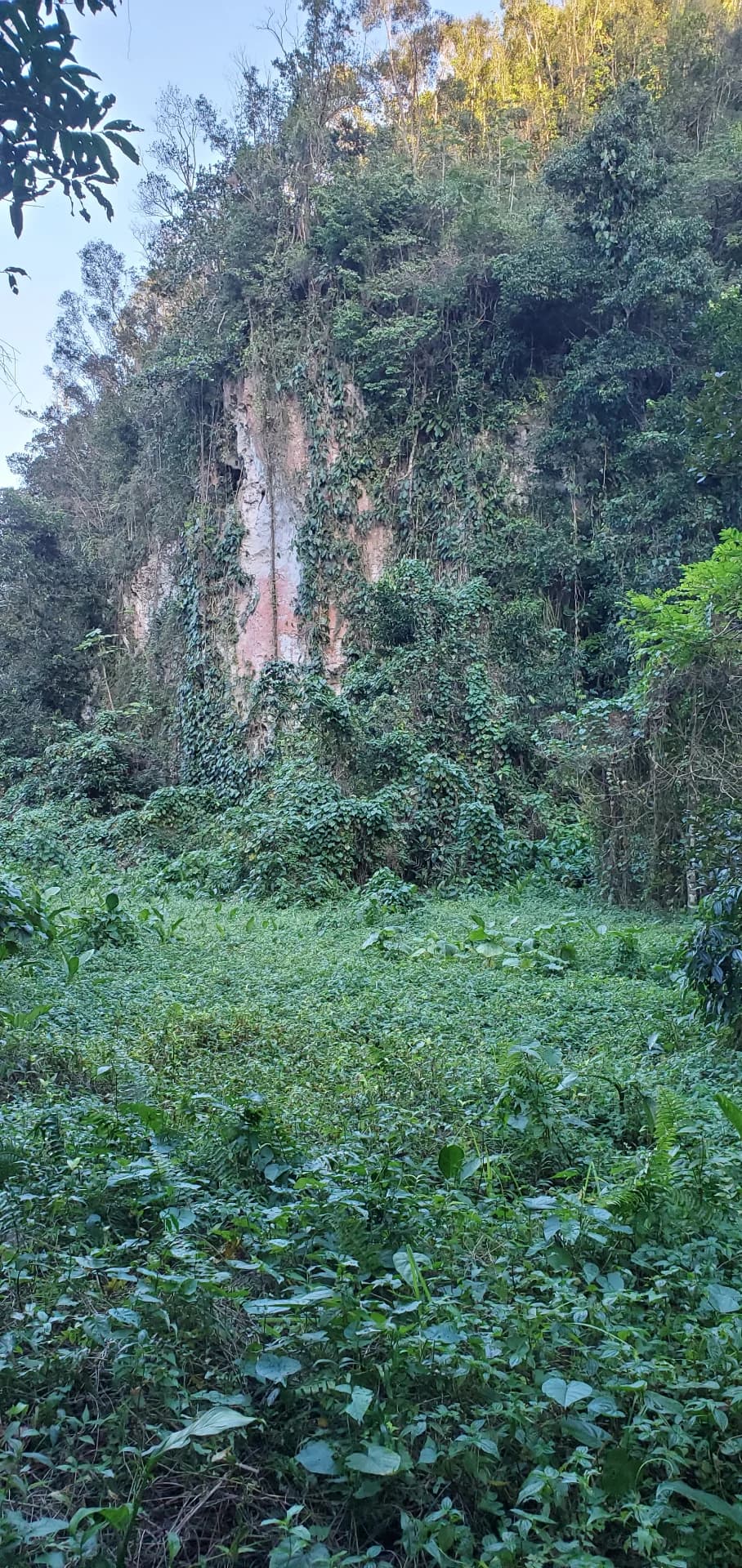The Tersinian Jungle